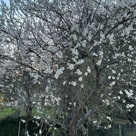 B&B Arc En Ciel Du Mont 뽕또흑송